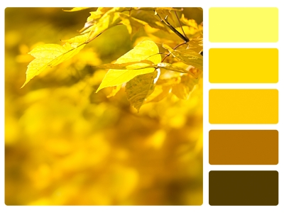 Yellow/Brown Color Palette Beside Autumn Leaves Yellow/Brown Color Palette Beside Autumn Leaves