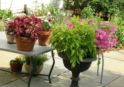 Patio Furniture Decor: Plants Patio Furniture Decor: Plants