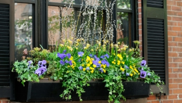 Photo of a window planting box full of flowers